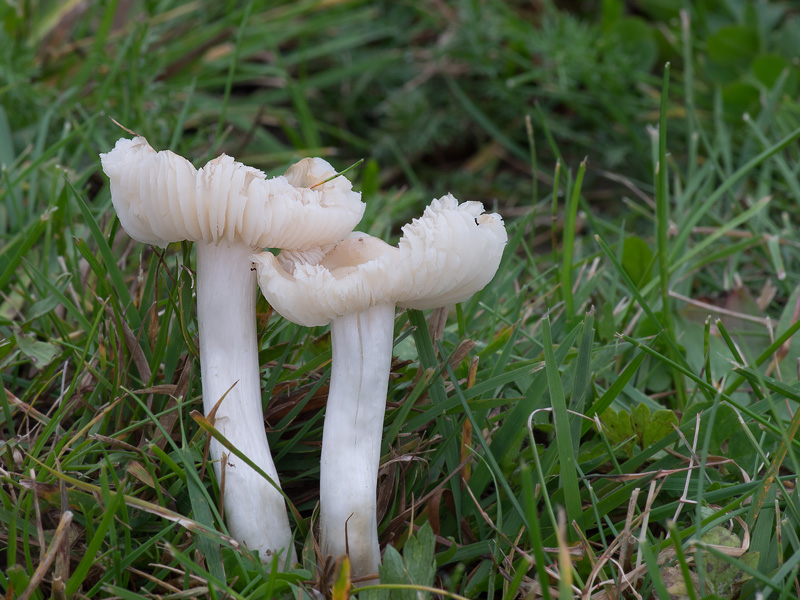 Hygrocybe fornicata